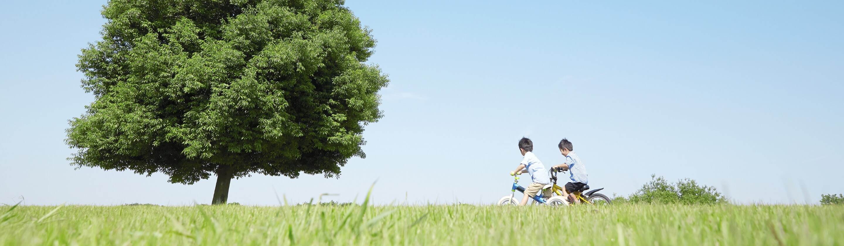 木と子供たちの写真